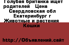 Голубая британка ищет родителей › Цена ­ 2 000 - Свердловская обл., Екатеринбург г. Животные и растения » Кошки   